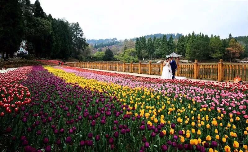 贵定金海雪山景区(观赏性花卉) 好花红乡村旅游区 龙里龙架山国家森林