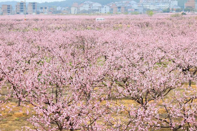 这8处绝美桃花林,把你想要的"桃花运"都