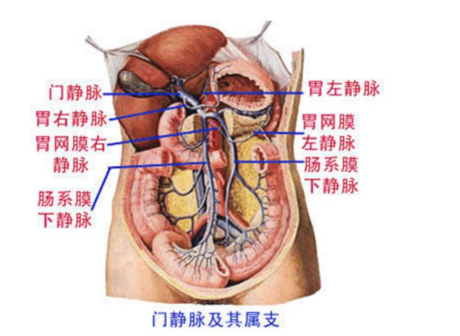 最全的人体解剖图