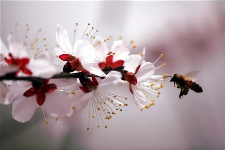 北陂杏花[宋 王安石一陂春水绕花身,花影妖娆各占春.