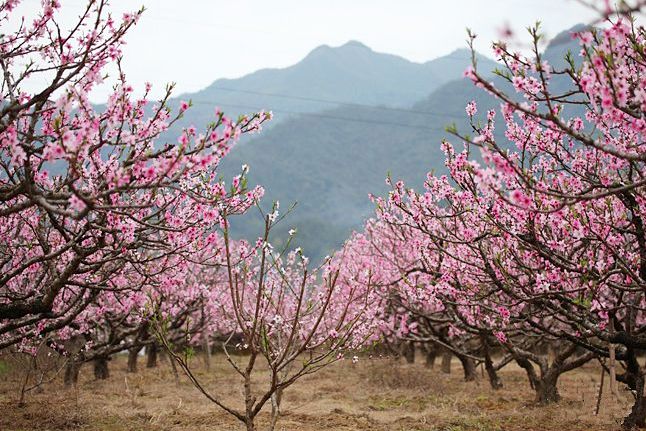 这8处绝美桃花林,把你想要的"桃花运"都承包了!