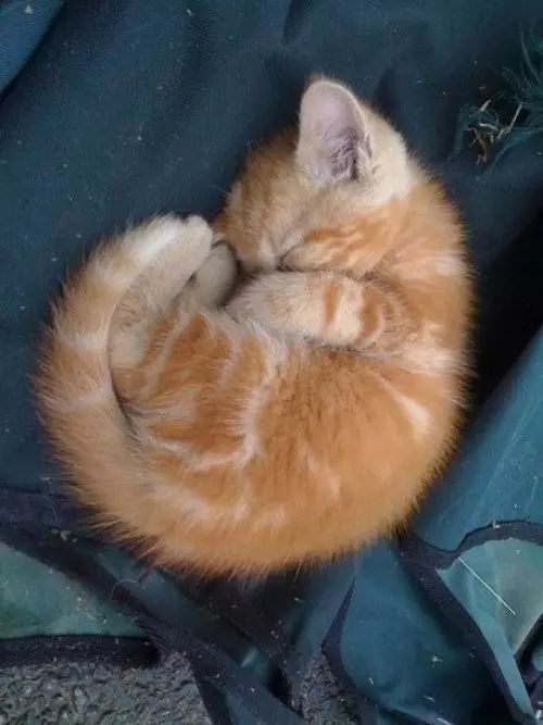 小猫睡姿描写