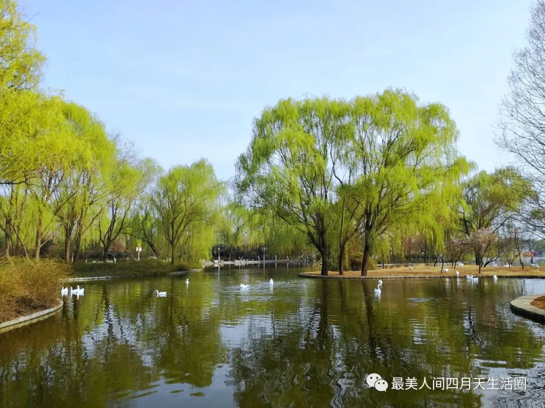 自由嬉戏蓝天下荡起绿波人比桃花艳宁静的春水倒映着垂柳世外桃园水