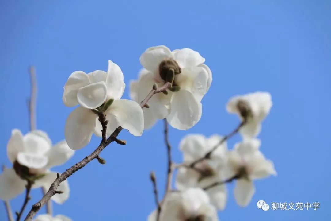 约会春天,生命在这里拔节生长