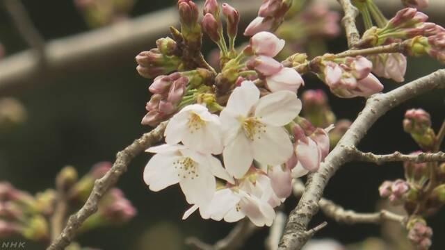 东京的染井吉野樱开花比去年晚了4天