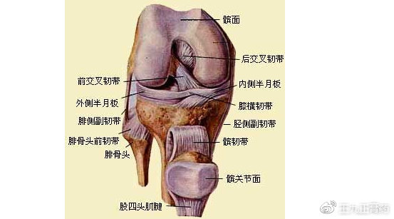 下图是膝关节的解剖图片,膝关节本身受损出现问题,主要是内外侧副
