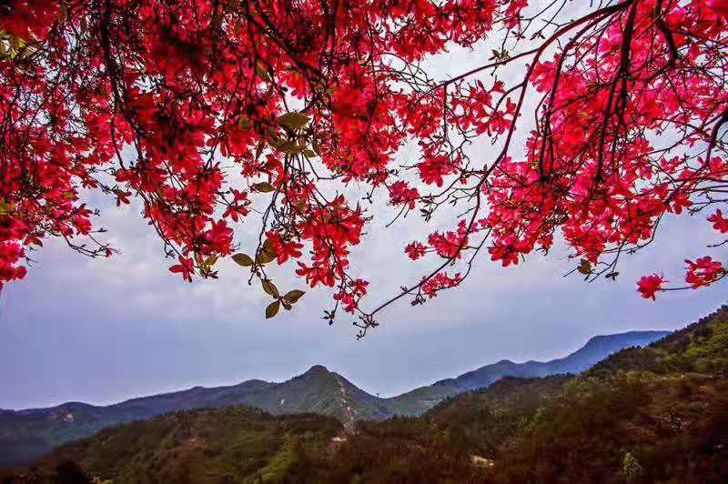 黄陂云雾山一日游(云雾山赏花一日游)可以升级套票