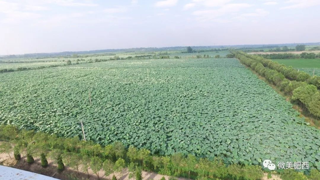 根据规划,丰乐镇"荷香廊道"特色产业带范围从蒋岗村至赵桥村赵小河段