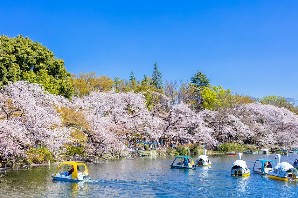 东京曾入选日本樱花名所100选的5处赏樱胜地,你都知道