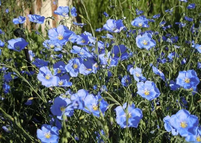 3月22日牡羊星座花蓝锦葵小白屈菜