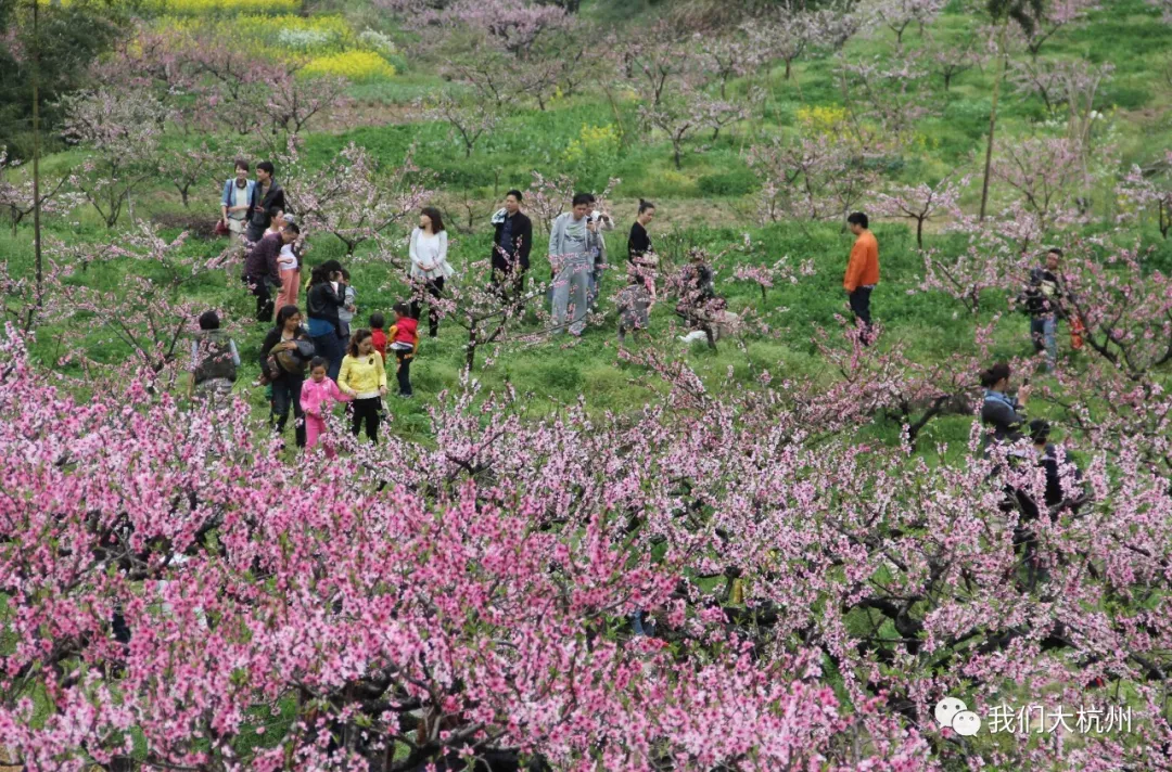 遇见味道山乡大会的半山桃花节周六开幕!浪漫新登准备好了,你呢?