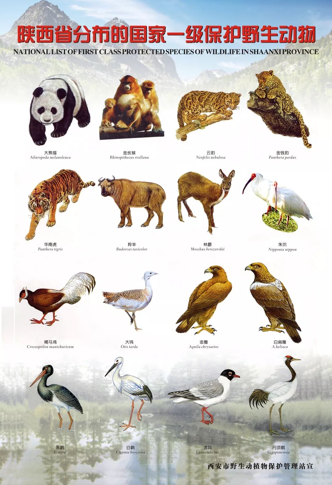 国家一级保护动物_360百科