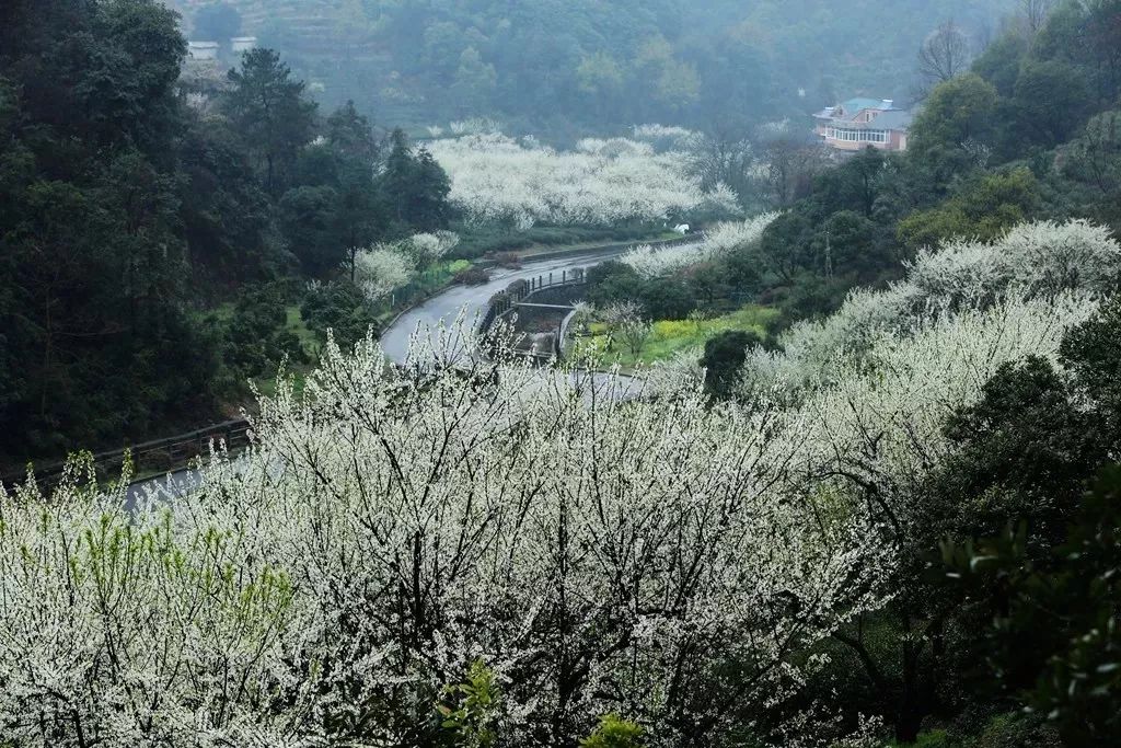 下一站茶山刘简谱_下一站茶山刘图片