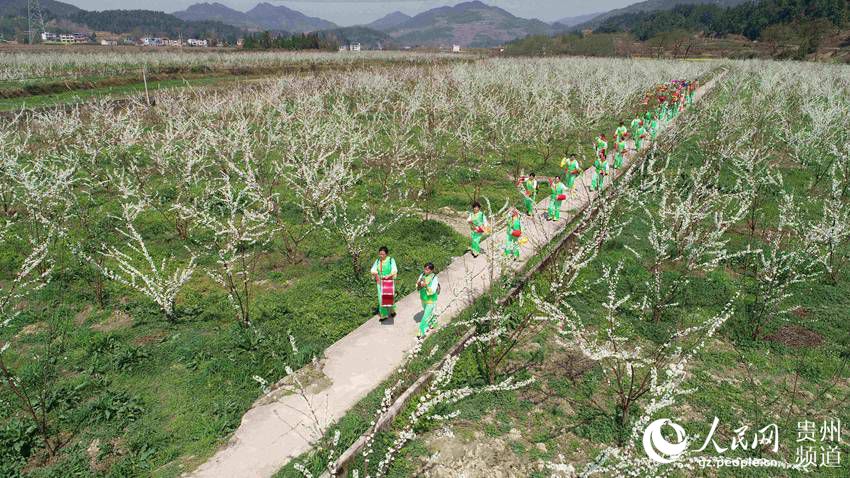 2019年3月20日,村民在松桃苗族自治县孟溪镇安山村黄金蜜李基地舞茶灯