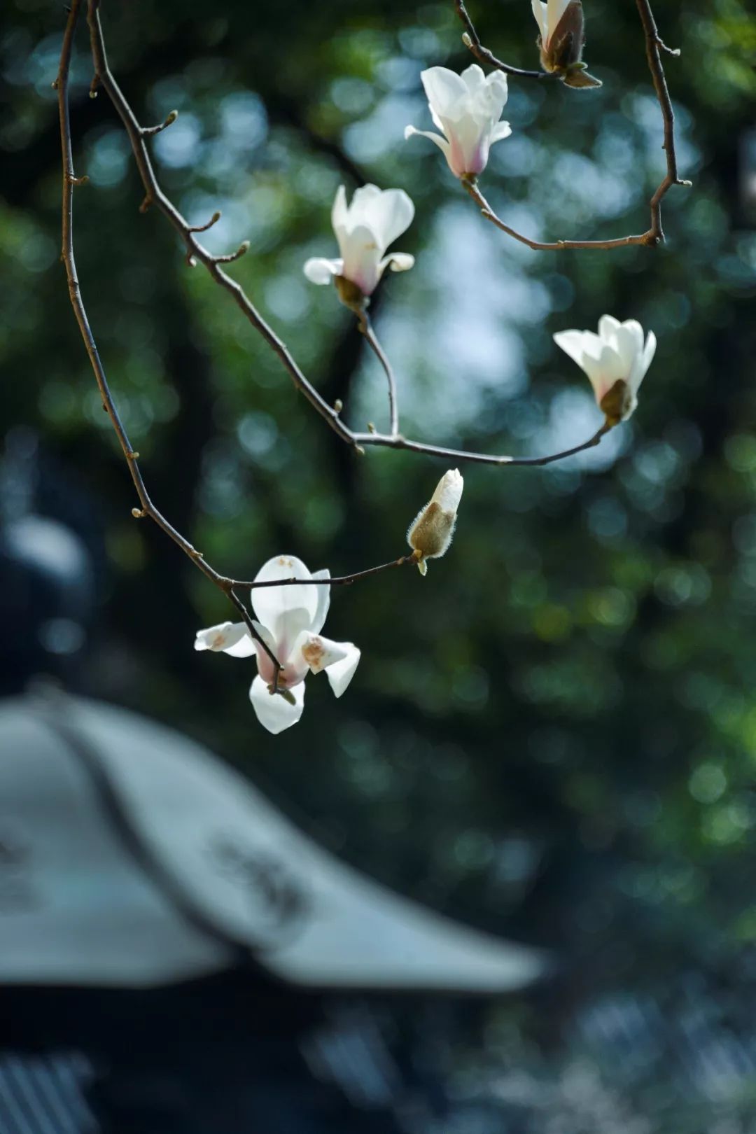 春分三候所代表的花信为"一候海棠,二候梨花,三候木兰.