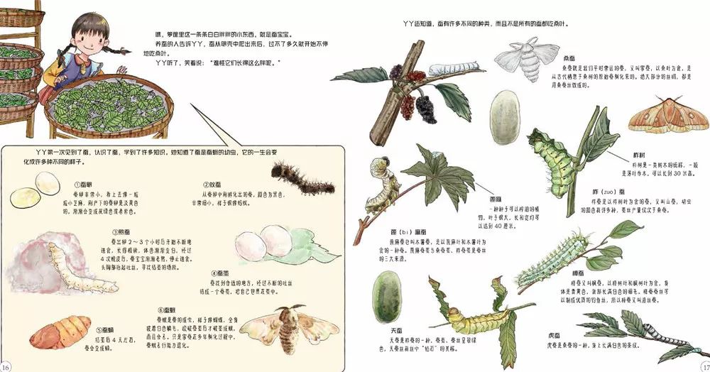 这就要从桑蚕文化说起,孩子可以跟着丫丫去领略小小的蚕,细细的丝