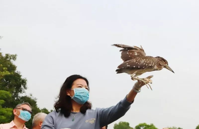 文明环保58只野生鸟儿放飞海珠湿地广东启动爱鸟周活动