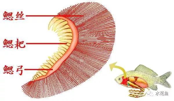 鱼类的一号杀手不易治好且易死亡的烂鳃病