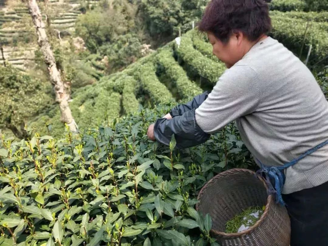 这杯明前西湖龙井头茶,每一口都是江南春天的味道;私享茶园,仅供少数