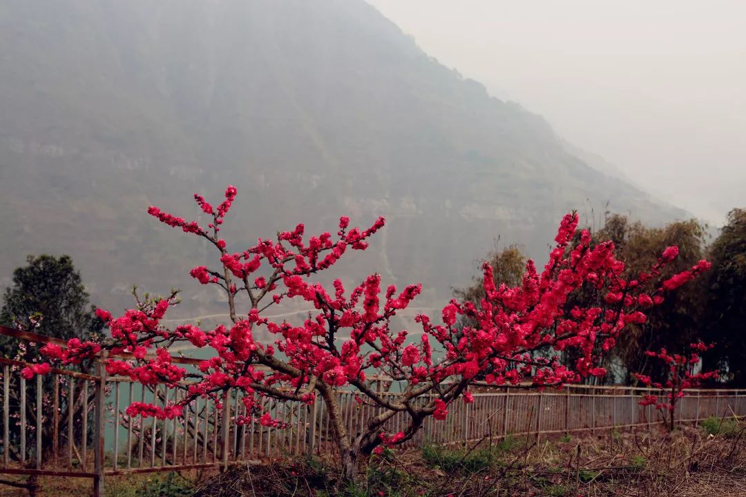 长江东转地:桃花今又笑春风(视频 图文)