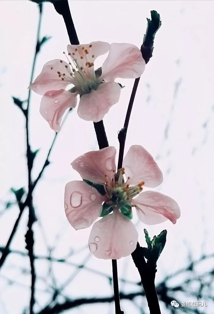 春雷春雨润京城