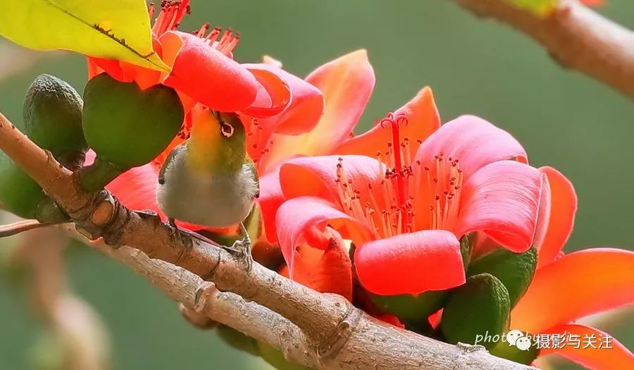 木棉开花