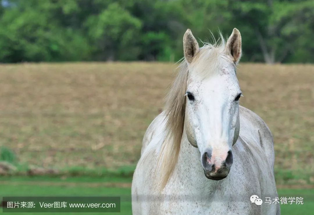 你的马真的只是在盯着你这么简单吗?_表情