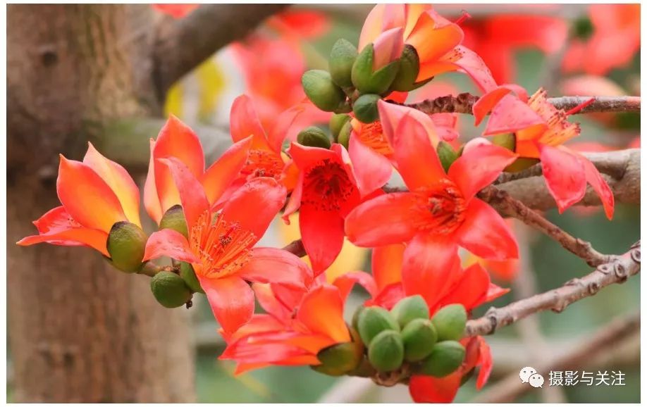 木棉花为南方特有.还是广州,高雄及攀枝花的市花.