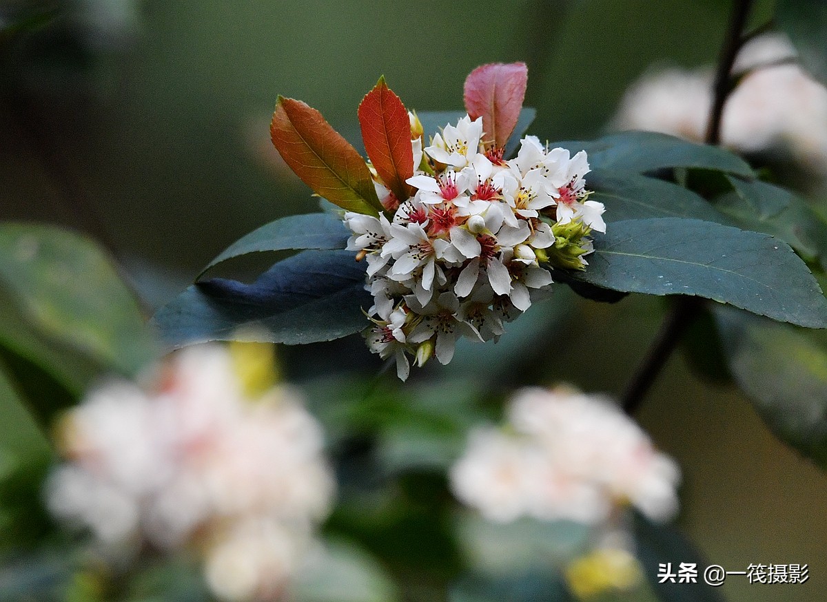 春天的花很多唯有它被命名为春花