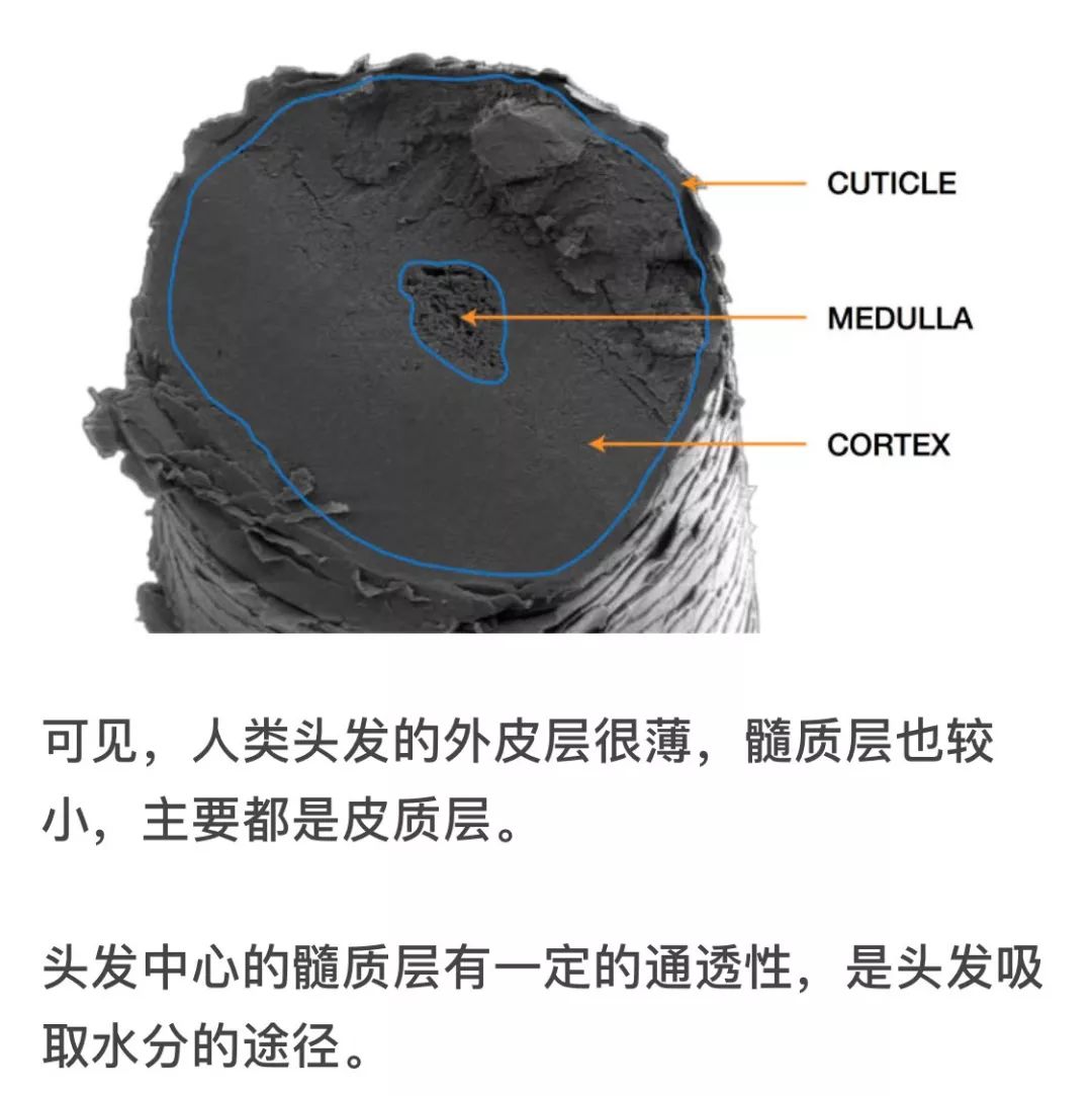 头发变白什么科学原理_科学手抄报