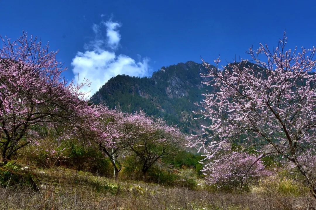 在贡山丙中洛 到处被粉红色笼罩 不论桃花岛,雾里村 还是石门关