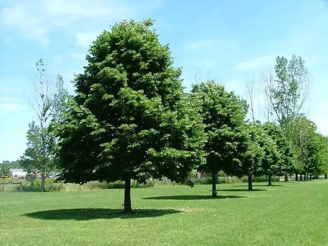 美洲椴树冠呈半圆形,枝叶浓密舒展,树体高大雄伟.
