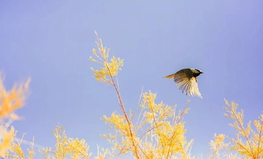 春分有三候"一候元鸟至;二候雷乃发声;三候始电.