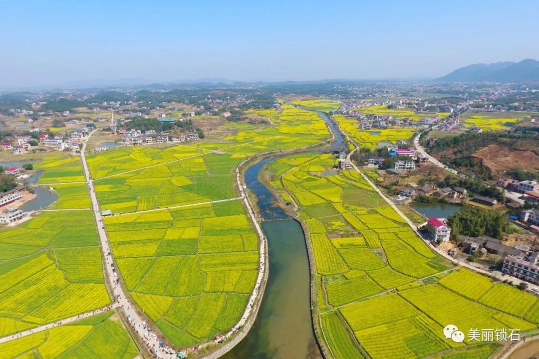 花之缘锁石情娄底双峰第九届油菜花节将于3月26日隆重开幕啦