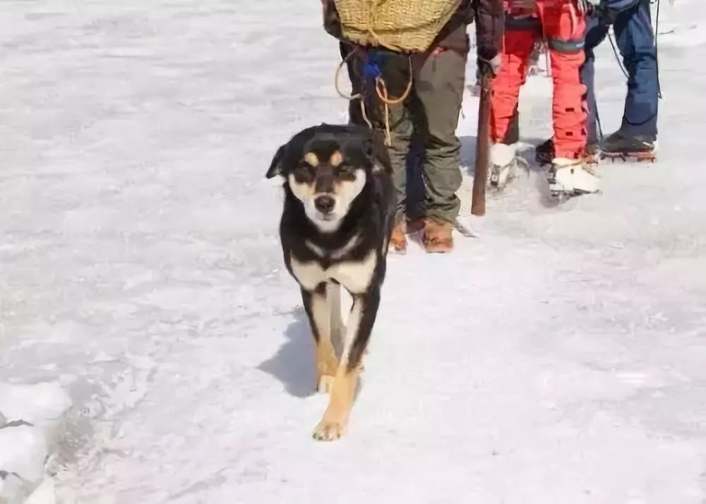 狗生巅峰!第一只征服喜马拉雅山的狗子