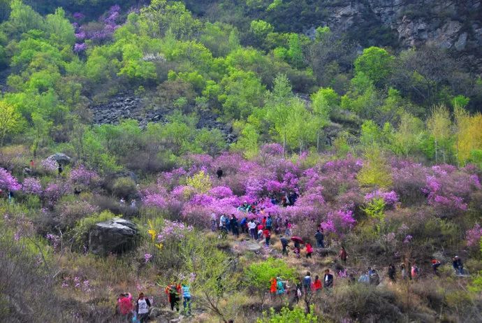 京郊密云的大山里,竟然藏有如此一片高山杜鹃花海,少有人知还免费!