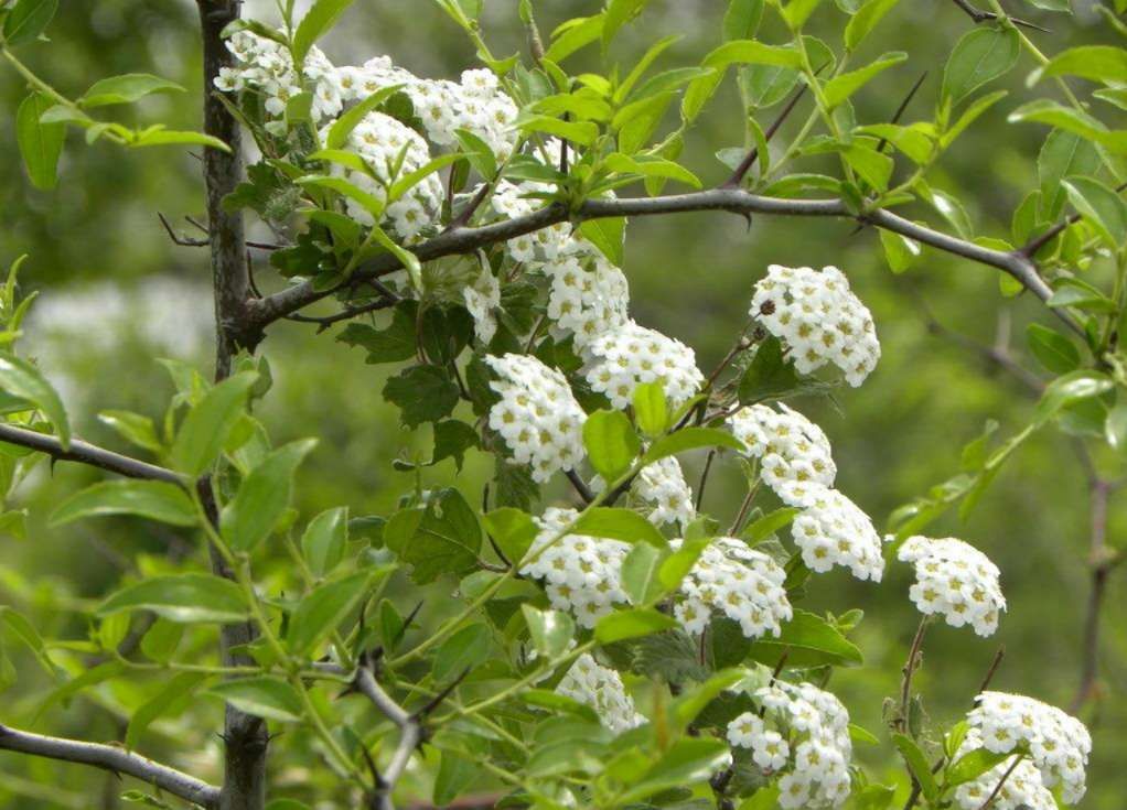 枣树竟然会只开花不结果?