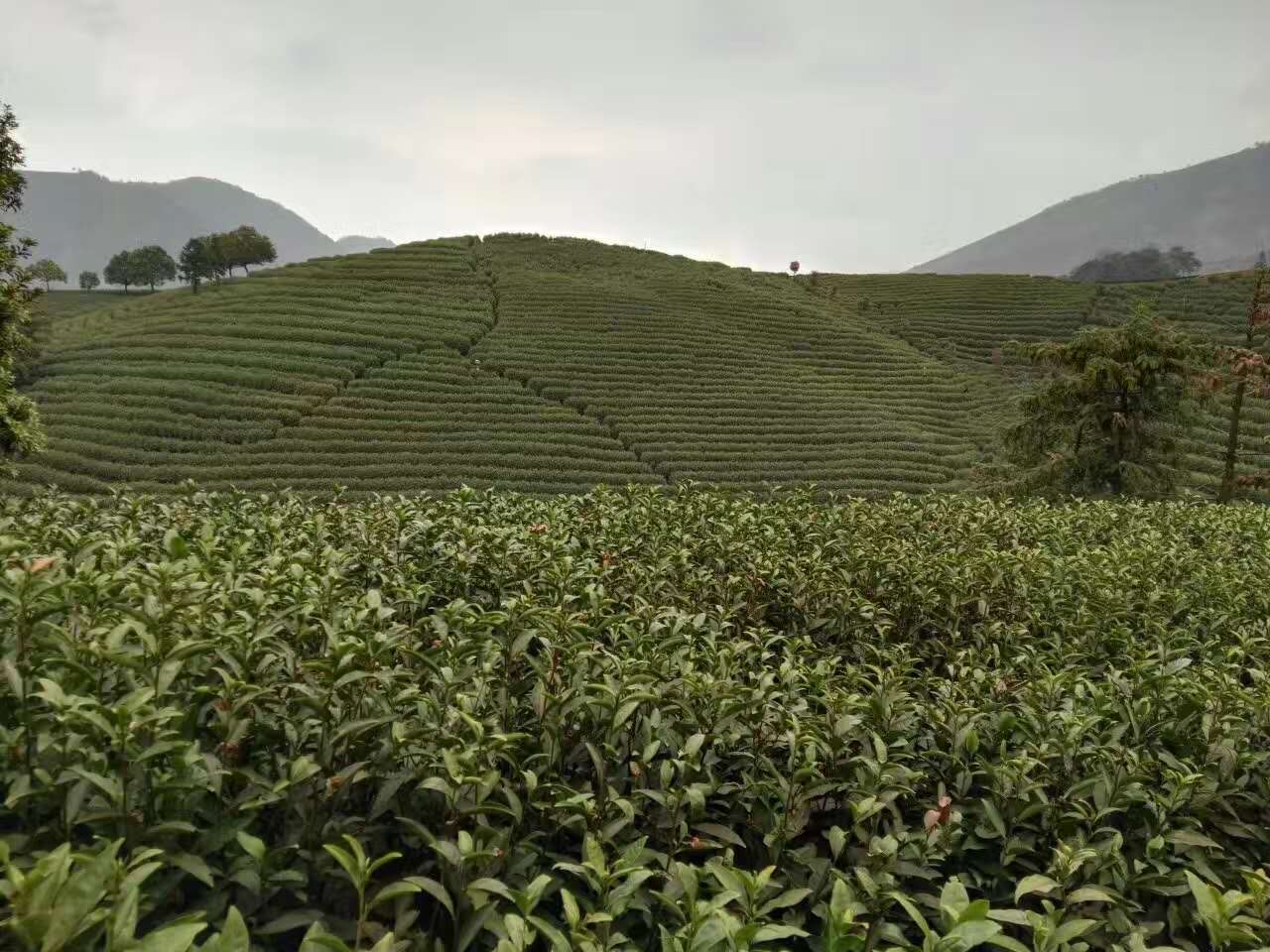 宋茗白茶老总_安吉白茶