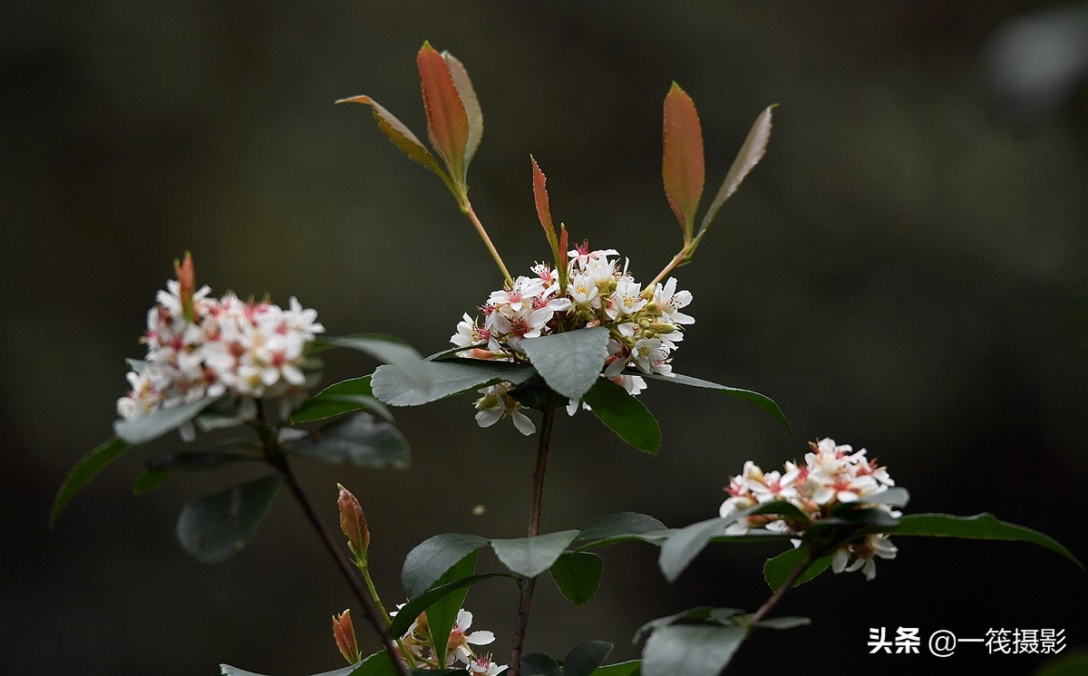 1/ 15 春花树,学名:rhaphiolepis indica (l.) lindl. var.