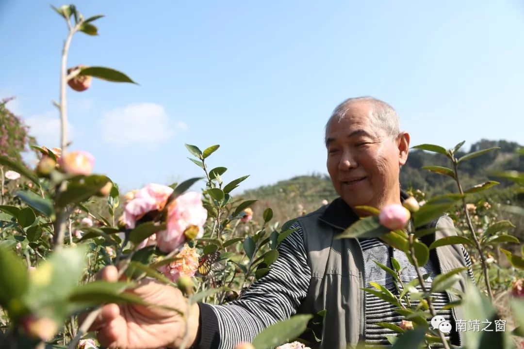 除了引种台湾水果,卢明志还不断钻研种植新技术,他自主培育出了个头如