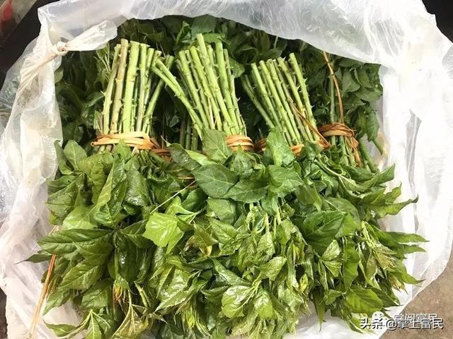 应季野菜有:香椿,皂角尖,挂菜,青刺尖,刺脑包,刺五加近期富民菜市场上