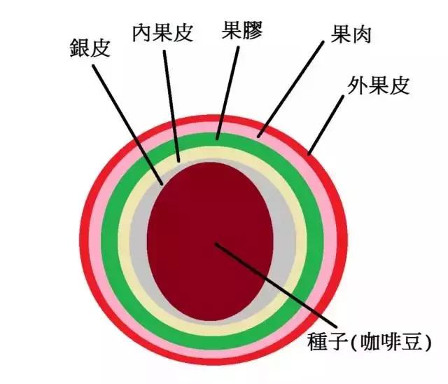 最全咖啡豆处理方法万万想不到在咖啡豆研磨之前都经历了什么