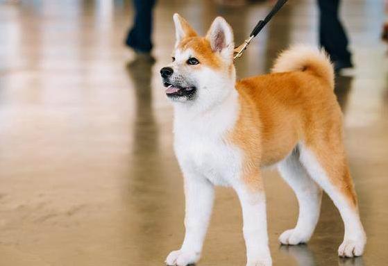 原創
            秋田犬價格昂貴的5個原因，難怪那麼少人養！ 未分類 第6張