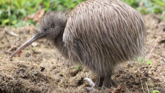 几维鸟 我是奇异鸟不是奇异果 Kiwi