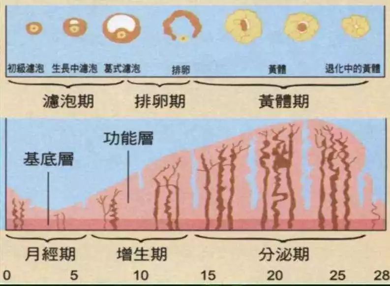 子宫内膜的一般变化规律如下图所示: 月经期:子宫内膜功能层脱落保留