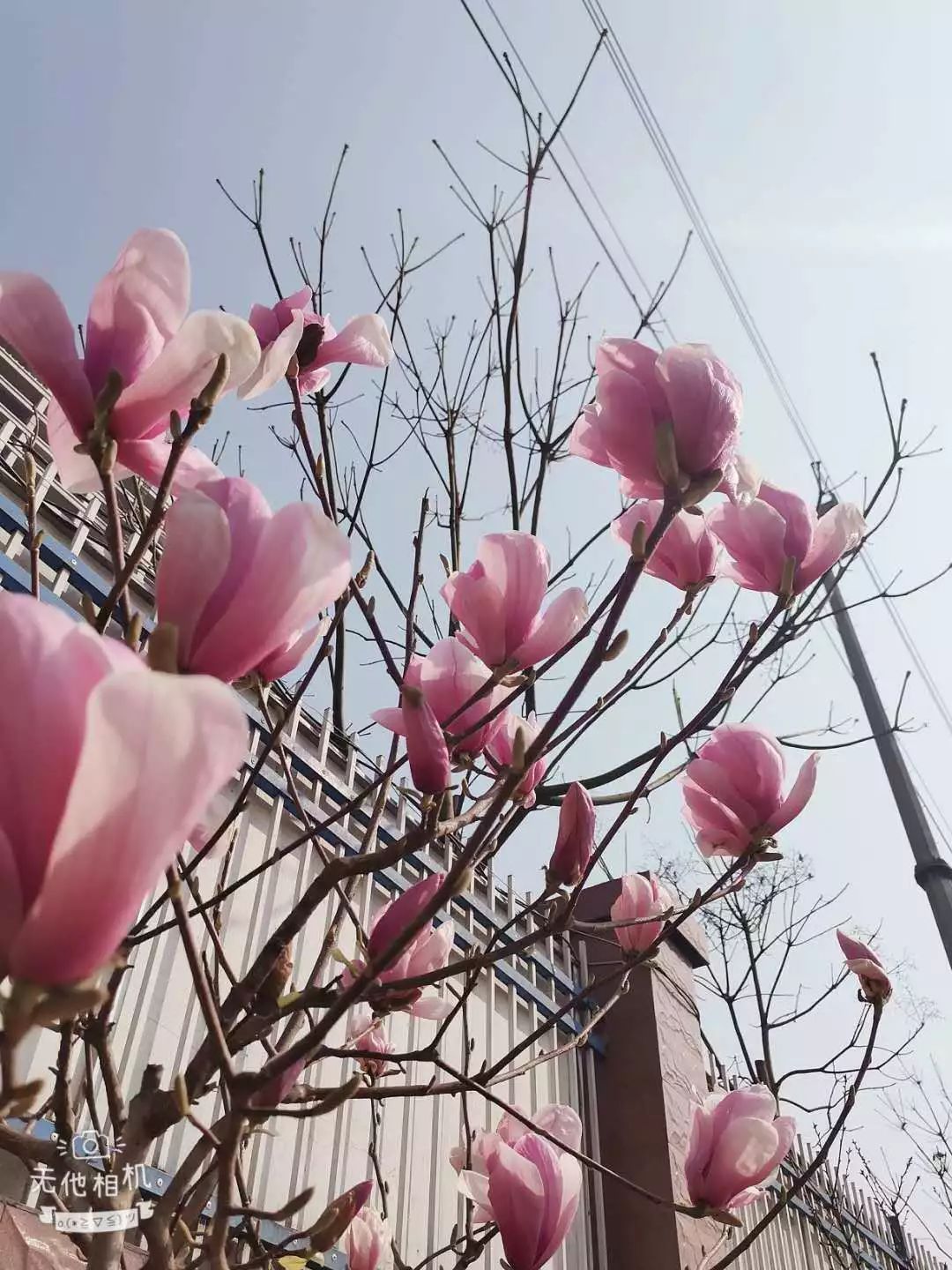 济南市莱芜实验小学校园的初春,一切都在萌芽,尖俏紧结,气息如丝如缕