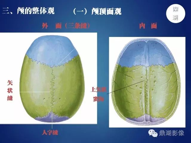 颅骨彩图解剖必点收藏