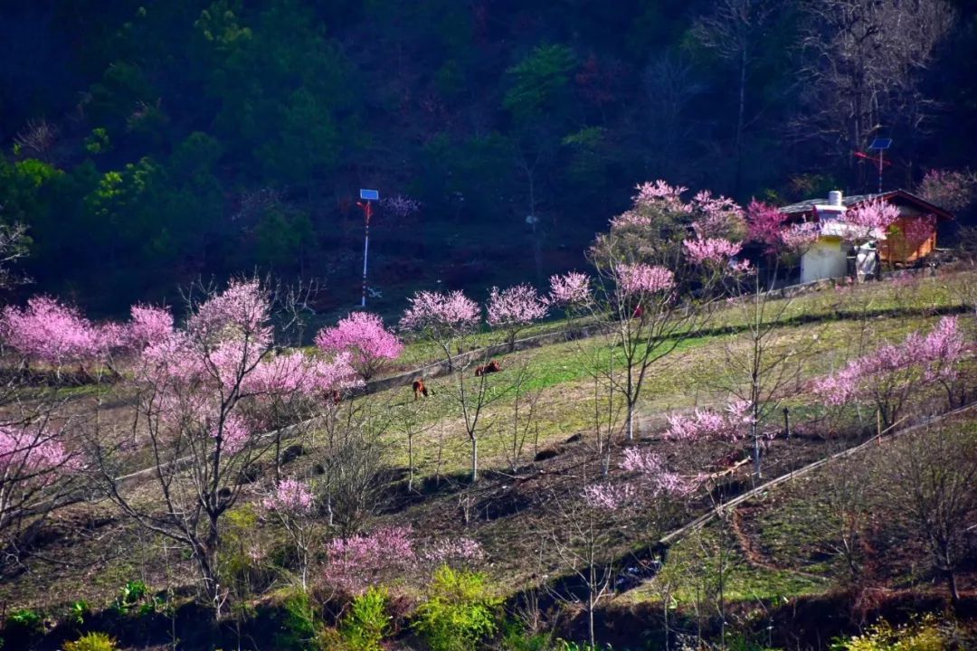 在贡山丙中洛 到处被粉红色笼罩 不论桃花岛,雾里村 还是石门关