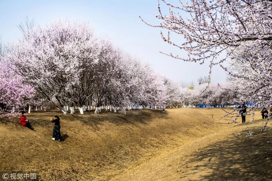 北京奥森公园山桃花林花开正艳 成为赏花打卡胜地 图据视觉中国