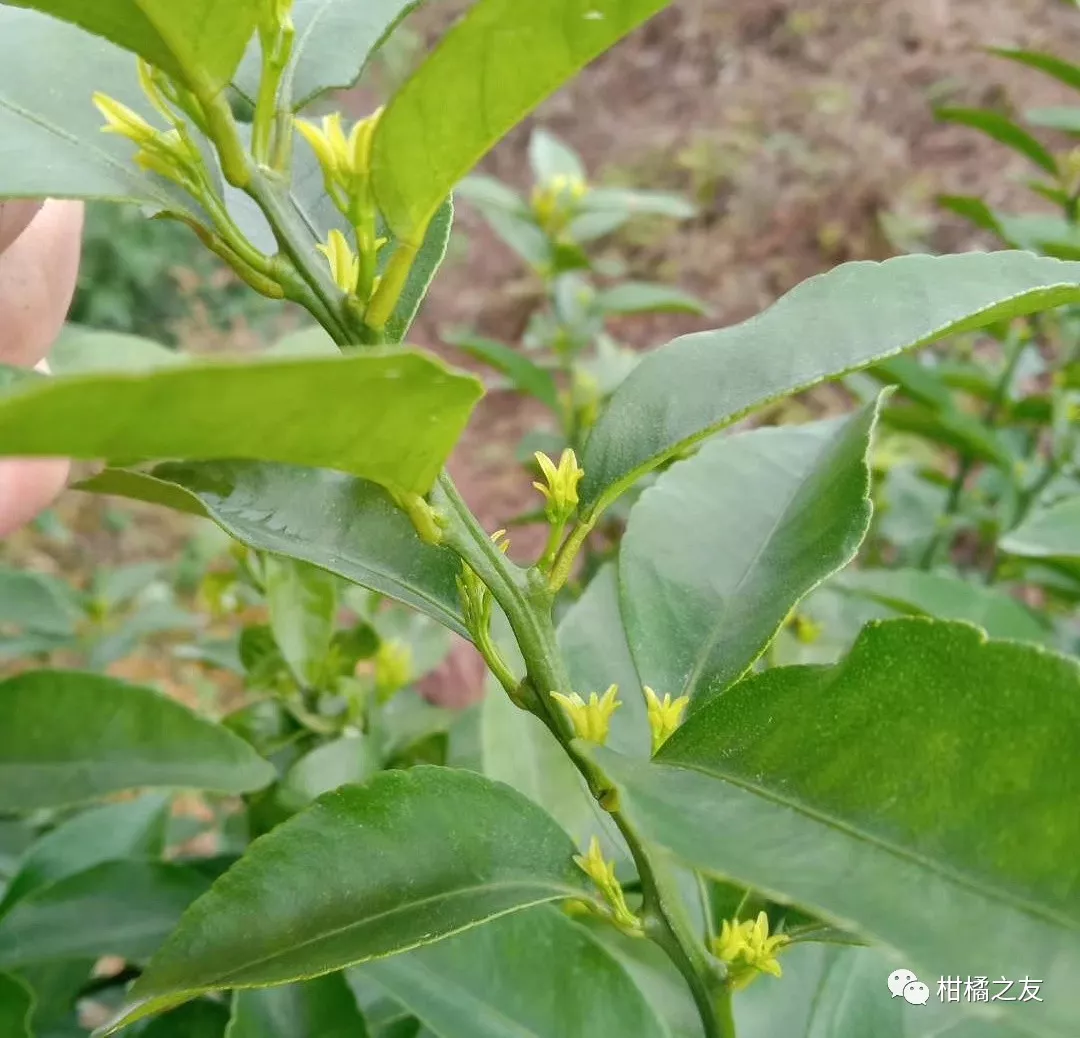 柑橘花量少要知道原因 避免同样问题再次出现 雪花新闻